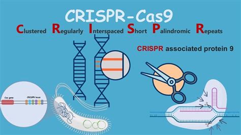 CRISPR-Cas9 Gene editing tool: Introduction, Principles, Uses ...