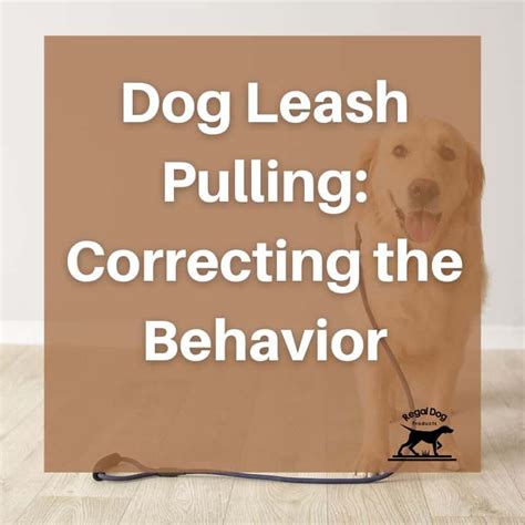 Dog Leash Pulling: Correcting the Behavior