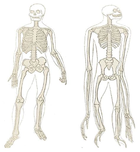 Chimpanzee Anatomy