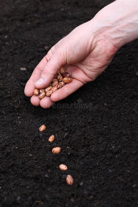 Planting seeds in soil stock image. Image of horticulture - 38365599