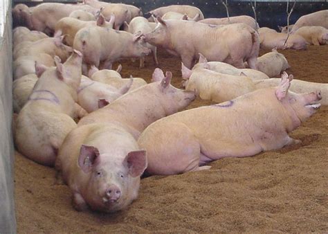 Improve Sow Longevity Through Nutrition | Pork Business