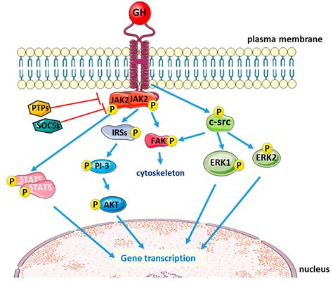 Growth Hormone Signaling Pathway