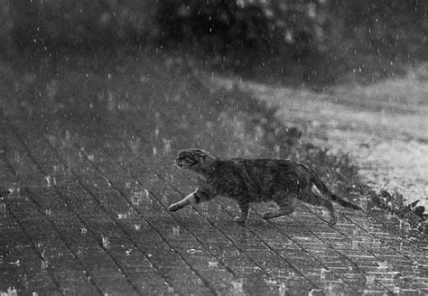 The Cat Ladies: Cat in the rain