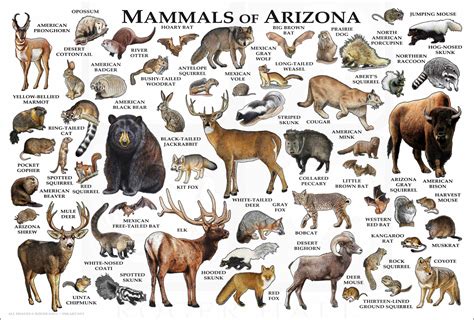 Mammals of Arizona Poster Print / Arizona Mammals Field Guide - Etsy