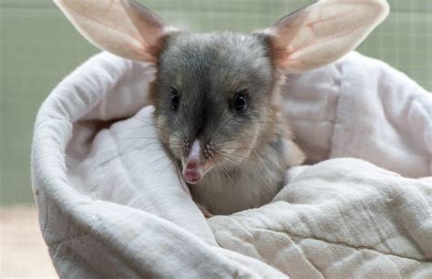 Baby Greater Bilby Tinka - Meet Adelaide Zoo's newest family member