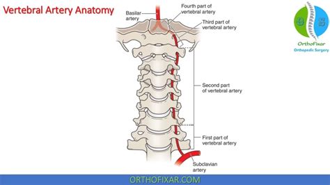 Vertebral Artery Testing