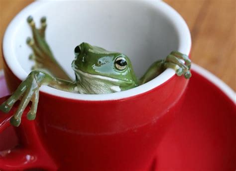 What Do Frogs Eat? | PetMD