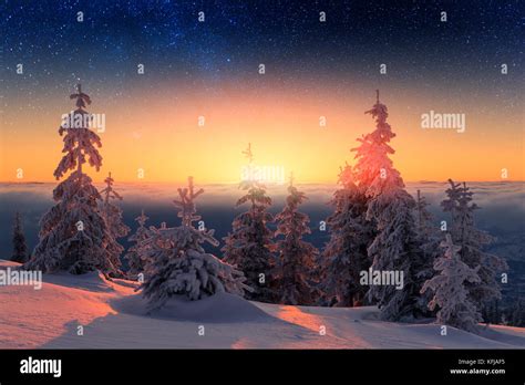 Wintry scene with snowy trees Stock Photo - Alamy