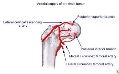 Medial Circumflex Femoral Artery Branches