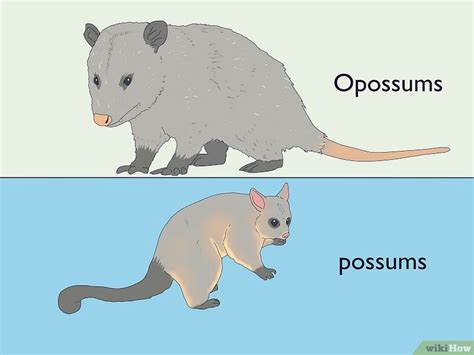 Possum Vs. Opossum: Simple Ways to Spot the Difference