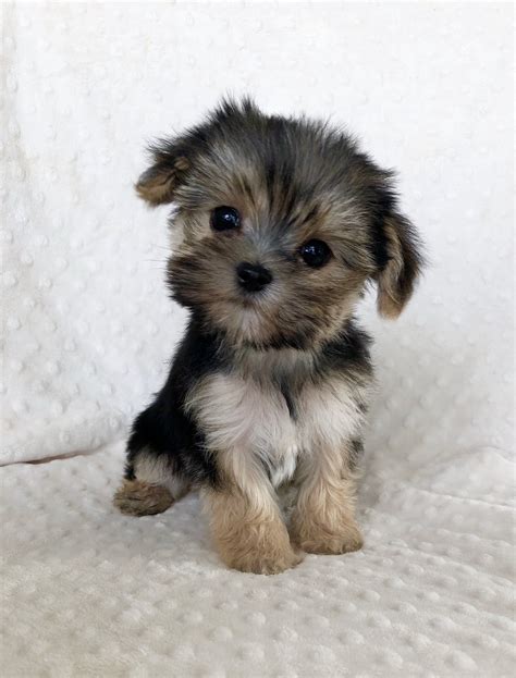 Tiny Teacup Morkie ADORABLE PUPPY! | iHeartTeacups