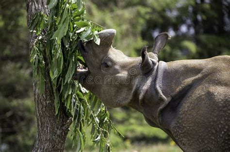 Rhinoceros eating grass stock photo. Image of african - 255596692