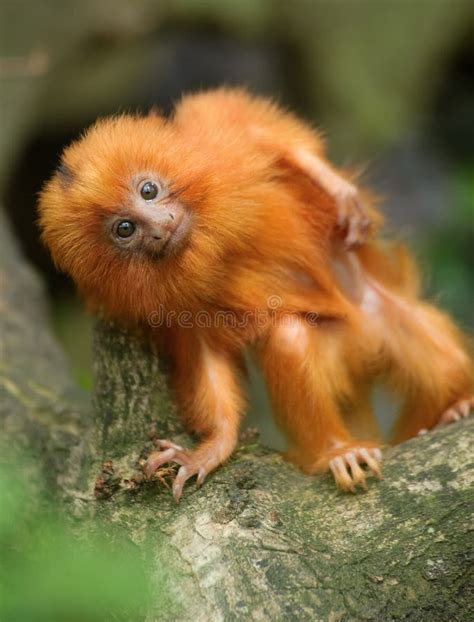 Golden lion tamarin baby stock image. Image of primate - 14658265