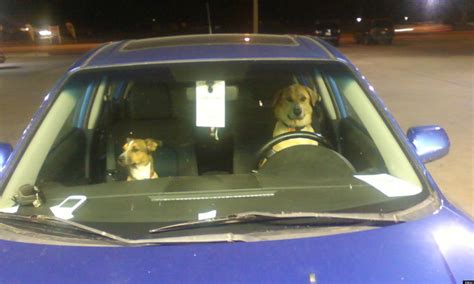 Driving Dogs Photo Shows Unlikely Duo Behind The Wheel | HuffPost