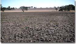 Grey Clay Plains | VRO | Agriculture Victoria