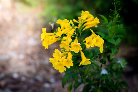 Yellow Bells: An Easy Plant for Desert Landscaping