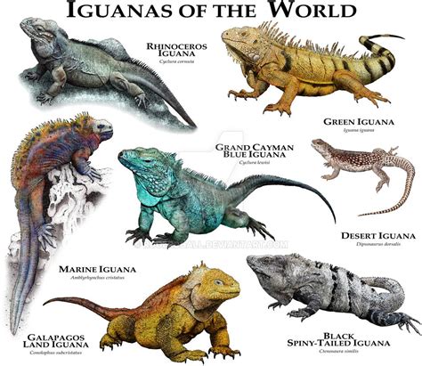 Iguanas of the World by rogerdhall | Iguana pet, Cute reptiles, Animals wild