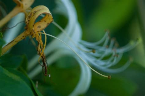 Japanese honeysuckle – Woody Plants of Ohio