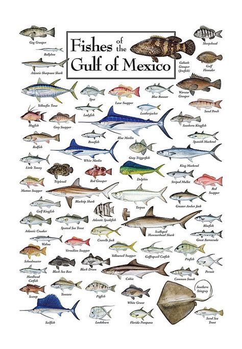 Fishes of the Gulf of Mexico Regional Fish Poster | son | Fish chart ...