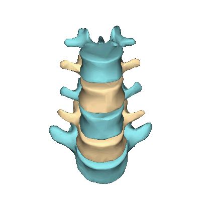 columna-vertebralis.tumblr.com - Tumbex