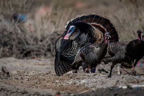 Turkey Farming: 15 Things You Should Look For