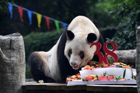 Oldest captive giant panda celebrates 38th birthday - Chinadaily.com.cn