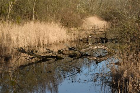 Free picture: landscape, swamp, forest, river, lake, land, wetland, reflection, water, marsh