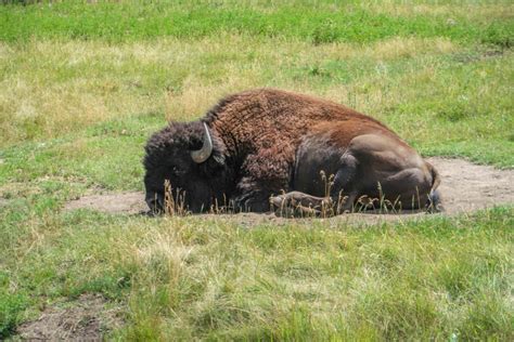 Custer State Park Wildlife Loop: How to See Amazing Wildlife