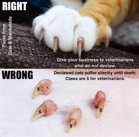 Pin on DECLAWED CATS SUFFER