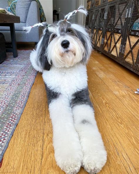 Sheepadoodle: Old English Sheepdog & Poodle - The Dogman