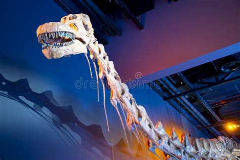 Patagotitan Dinosaur Skeleton Editorial Stock Image - Image of restore ...