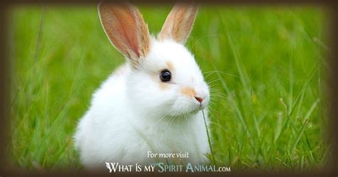 Rabbit Symbolism & Meaning | Spirit, Totem & Power Animal