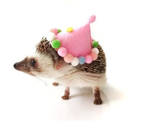 No one wants to show up to a party underdressed Hedgehog Care, Cute Hedgehog, Exercise Wheel ...