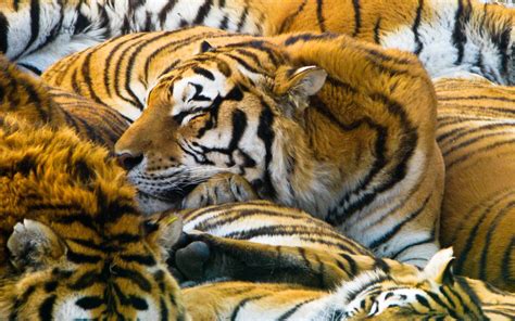 Tigers Sleeping Wallpapers - Wallpaper Cave