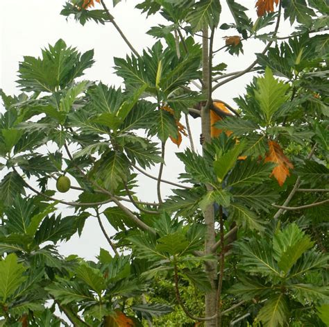 South Englishtown Gazette: The Breadfruit Tree