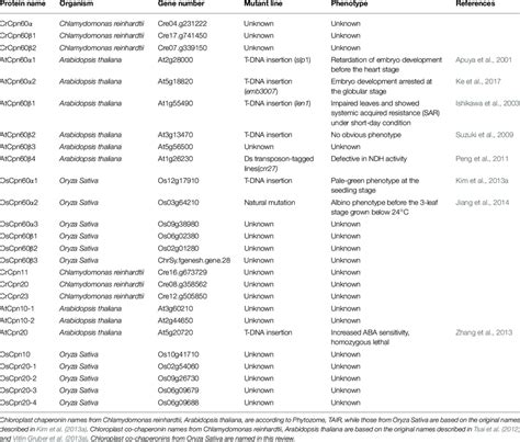 | Chloroplast chaperonins and co-chaperonins in model species:... | Download Table