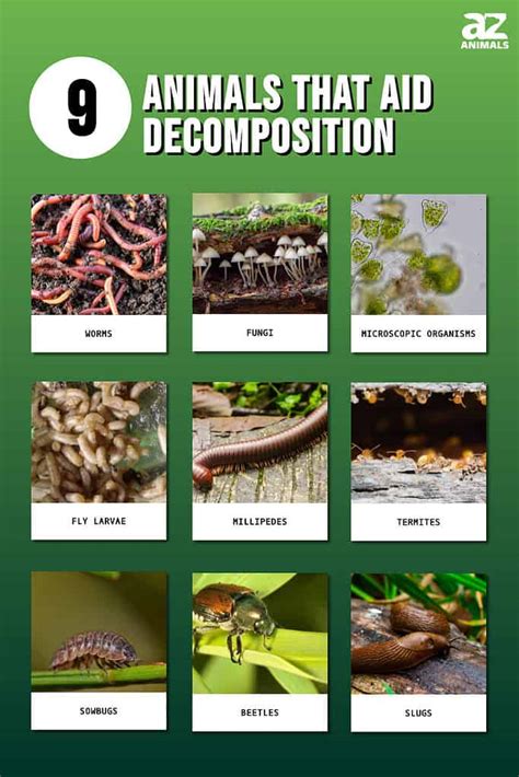 Decomposer Plants