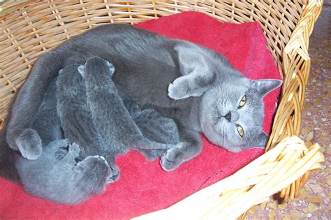 Chartreux Cat: traits and pictures