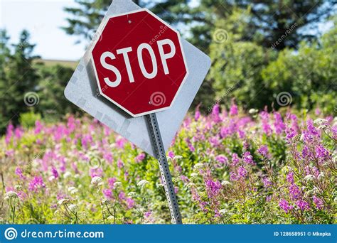 Slanted Stop Sign in a Field of Fireweed Wildflowers Editorial Photo - Image of danger, hexagon ...