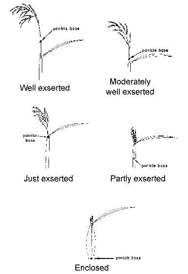 Panicle Exsertion