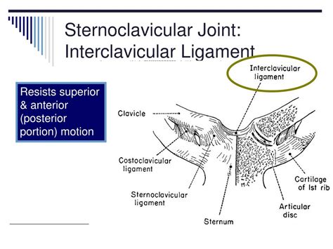 PPT - The Shoulder Complex PowerPoint Presentation, free download - ID:1185146