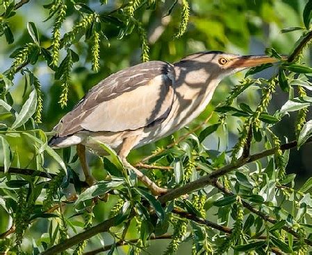 Bittern Characteristics, Habitat & Migration | Study.com