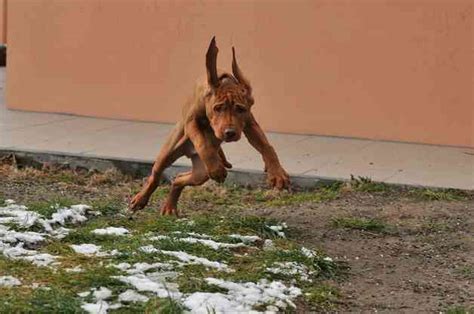 Crate training a Vizsla puppy in 5 simple steps – crate training center