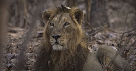 India's Wandering Lions | Asiatic Lion Fact Sheet | Nature | PBS