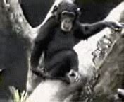 Dancing Monkey Falling GIF | GIFDB.com