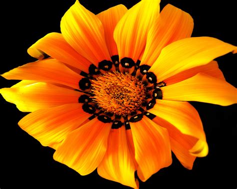 Orange flower on a black background wallpapers and images - wallpapers, pictures, photos