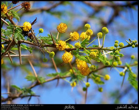 Gum Arabic Tree, Vachellia nilotica subsp. kraussiana, Flo… | Flickr