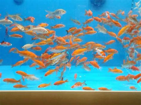 Feeder Goldfish Care Guide and Species Profile | Fishkeeping World