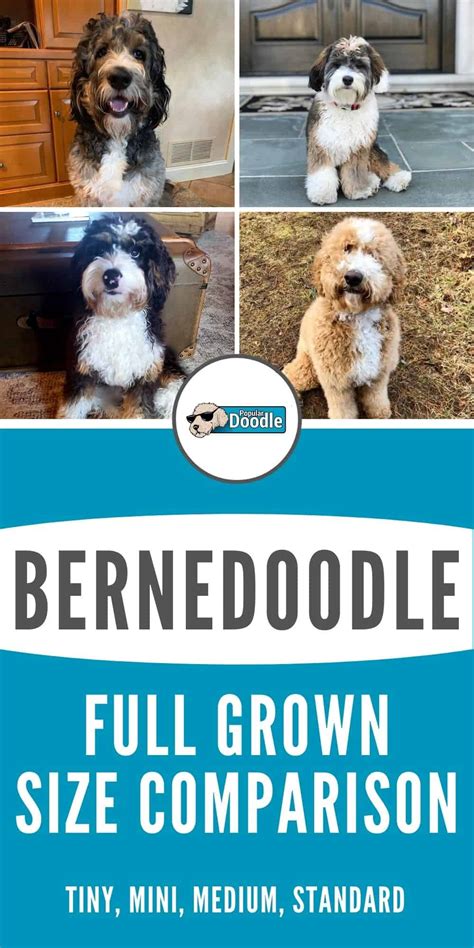 Bernedoodle Size Full Grown: How Big Do Bernedoodles Get? (Tiny, Mini ...