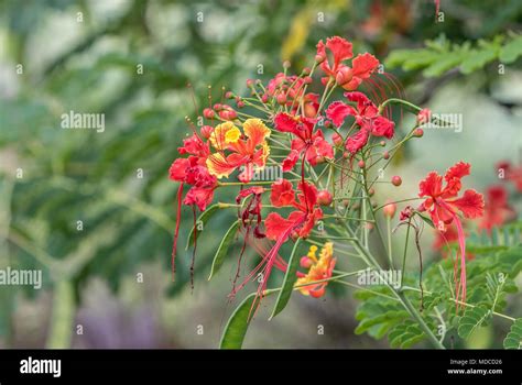 Caesalpinia flowers. Barbados Botanical Garden. Also known as Pride of ...